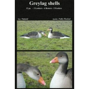 DK Wai Grágæs skeljar 12 stk