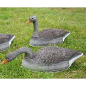 Grágæs skeljar með lausum haus án járna